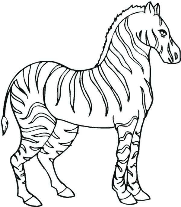 600x686 Zebra Coloring Pages Stallion Zebra Coloring Page Baby Zebra