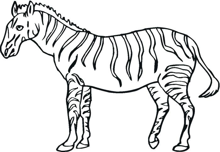 700x483 Zebra Coloring Sheet Zebra Coloring Page Super Baby Zebra Coloring