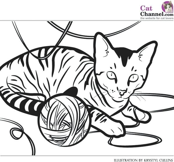 600x557 Cat Coloring Sheet Realistic Cat Coloring Pages Printable