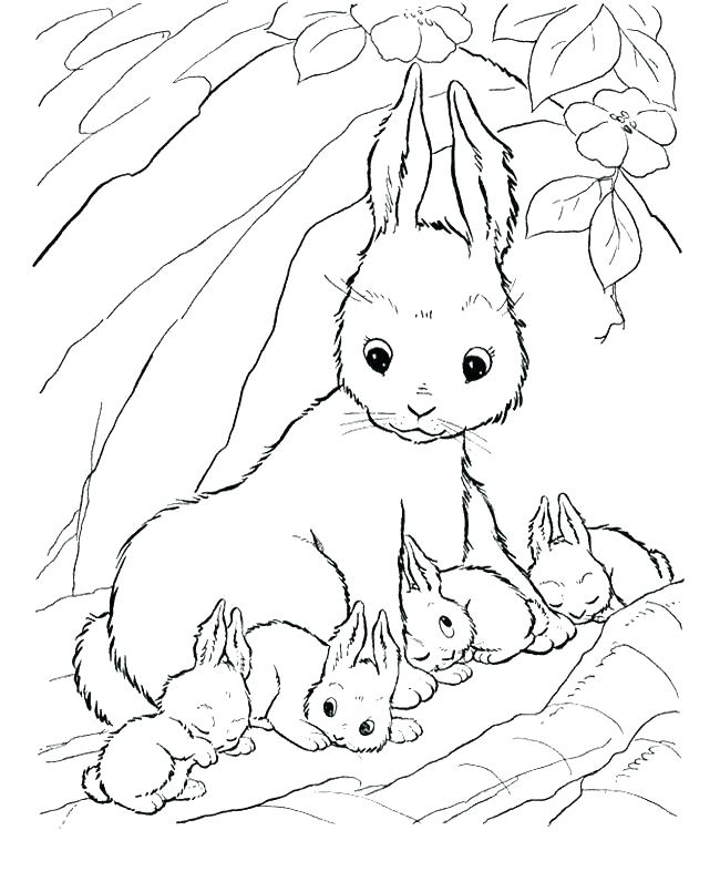 Coloring Pages Of Cute Baby Bunnies at GetColorings.com | Free ...