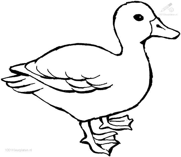 720x625 Cute Duck Coloring Page Wallpaper Hd Drawing Ideas