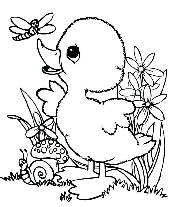 591x709 Baby Duck Coloring Pages Coloring Pages Of Ducks Plus Cute Duck