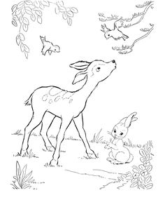236x288 Deer Coloring Page Wild Animal Buck Deer Coloring Pages And Kids