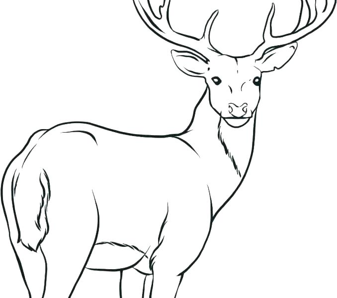678x600 Deer Hunting Coloring Pages Limited Hunting Coloring Pages Dog