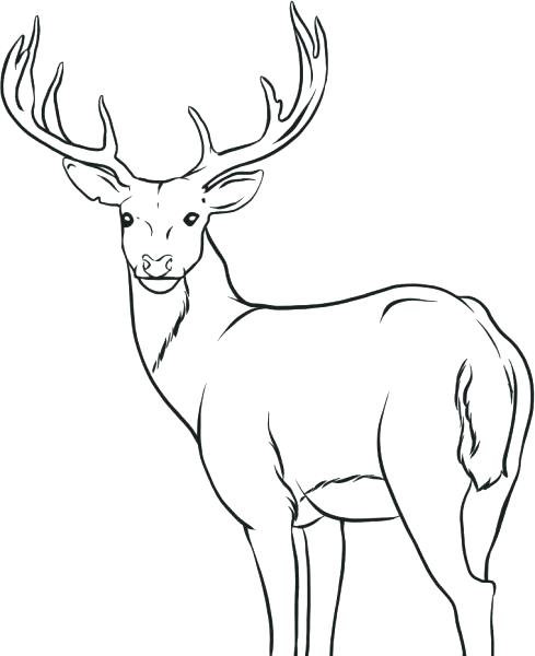 489x600 Elk Coloring Page Deer Elk Head Coloring Page