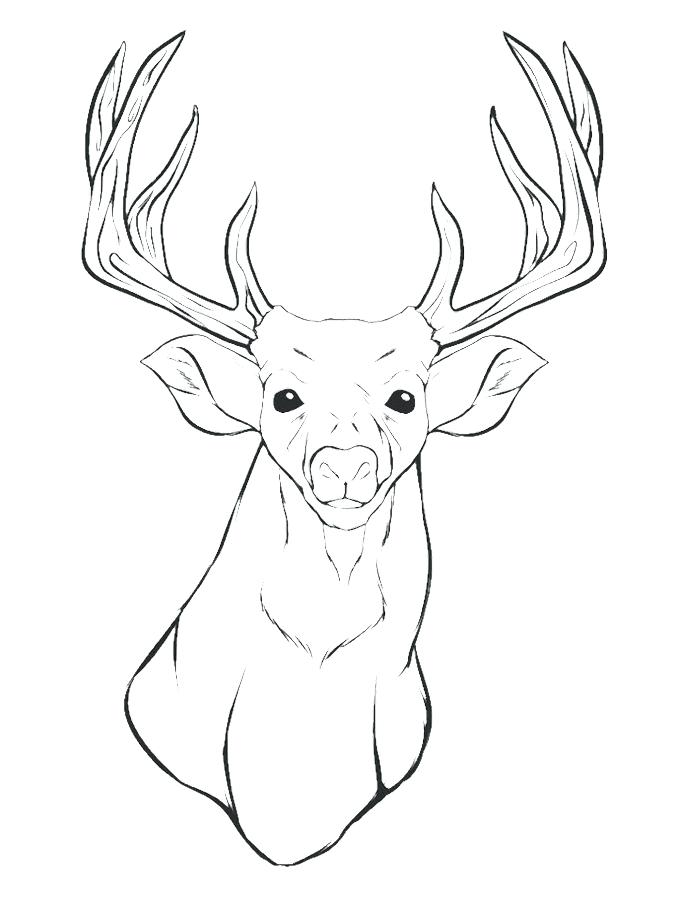 680x911 Elk Coloring Pages Deer Head Deer And Elk Coloring Pages Www
