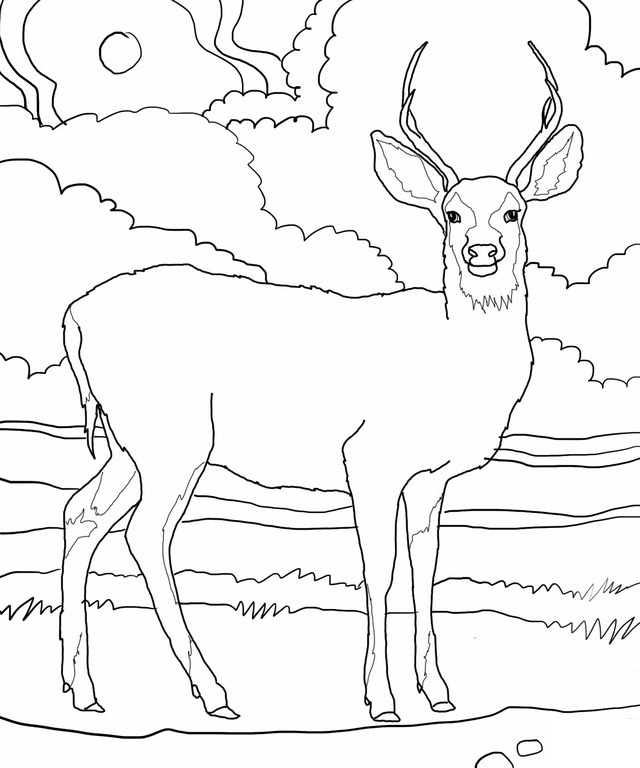 640x768 Pleasurable Design Ideas Coloring Pages Draw A Deer Baby Deer