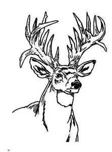 222x300 9 Best Deer Images On Deer, Coloring Sheets