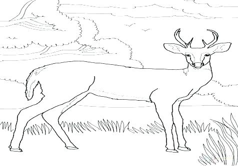 476x333 White Tailed Deer Coloring Page Whitetail Deer Coloring Pages
