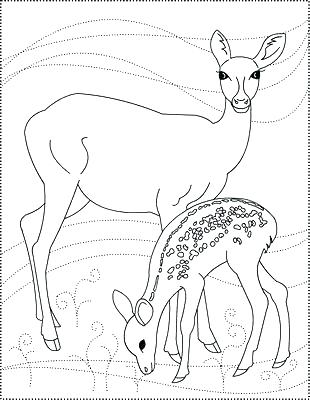 310x400 Whitetail Deer Coloring Pages Coloring Pages Of Deer Elk Coloring