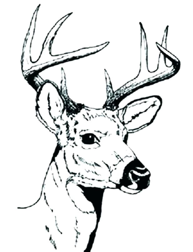 618x805 Whitetail Deer Coloring Pages Complete Printable Deer Pictures