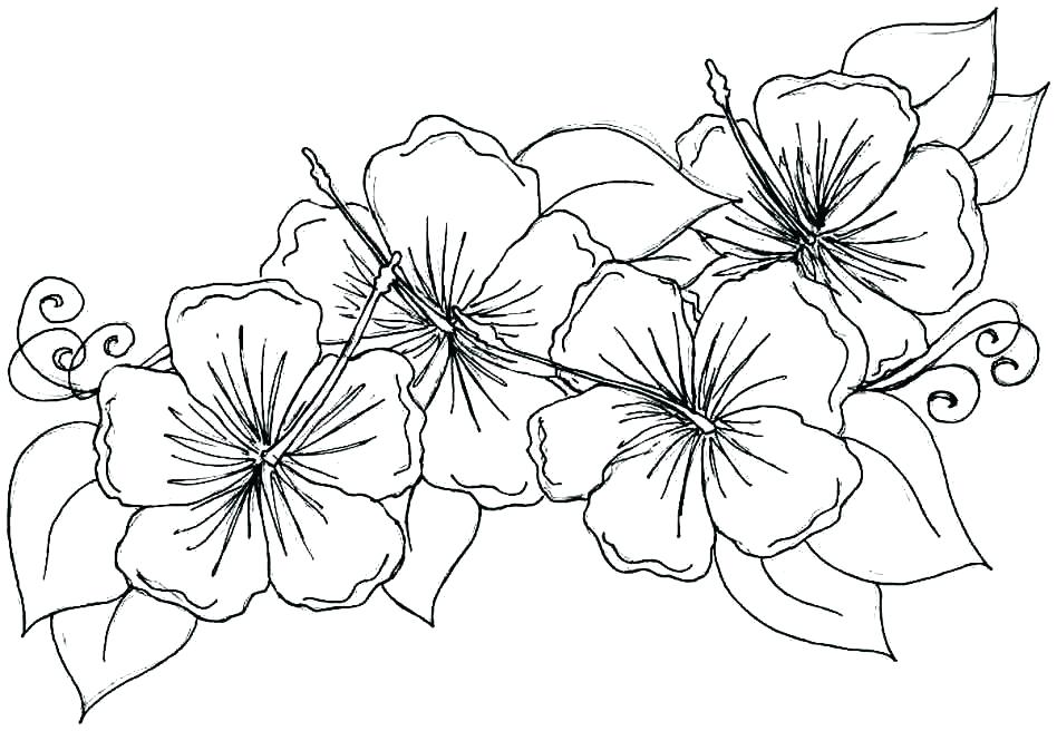 Simple Flowers Coloring Pages Vanda 948x656 Simple Flowers Coloring Pages Vanda