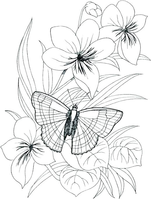Coloring Pages Flowers And Butterflies Plus Flower Coloring Pages 518x684 Coloring Pages Flowers And Butterflies Plus Flower Coloring Pages