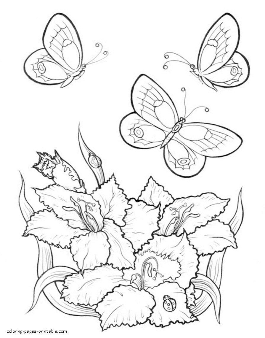 Coloring Pages Flowers Butterflies Simple Colorings 895x1139 Coloring Pages Flowers Butterflies Simple Colorings