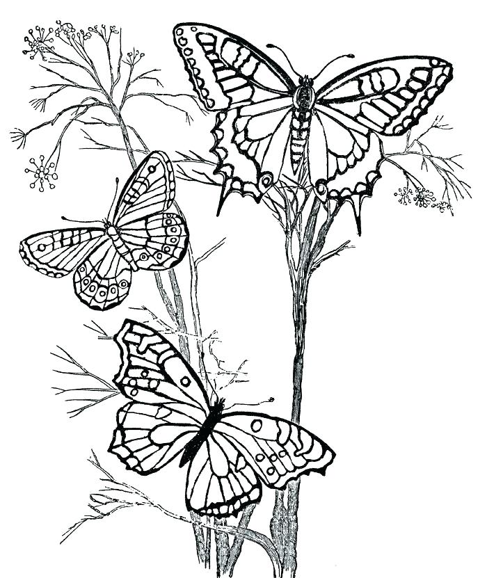 Butterfly Printable Coloring Pages Coloring Pages Of Flowers 700x831 Butterfly Printable Coloring Pages Coloring Pages Of Flowers