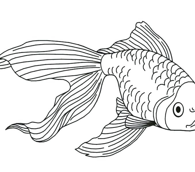 678x600 Goldfish Coloring Page Coloring Pages Of Goldfish Goldfish Bowl