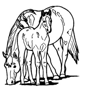 290x299 Horse And Pony Coloring Pages