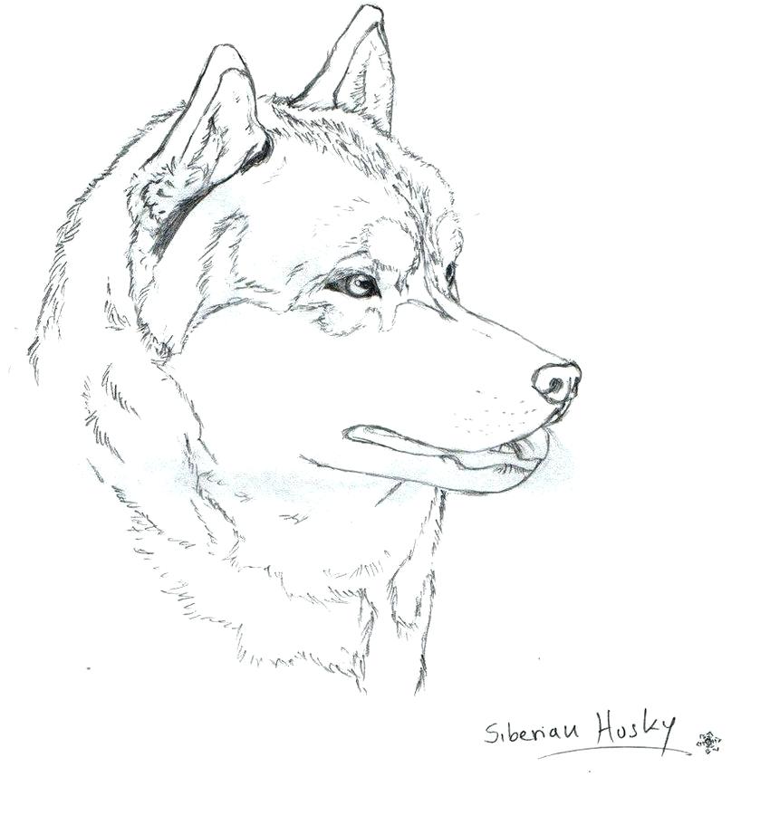 Siberian Husky Coloring Pages Amazing Husky Puppies Coloring Pages 850x900 Siberian Husky Coloring Pages Amazing Husky Puppies Coloring Pages