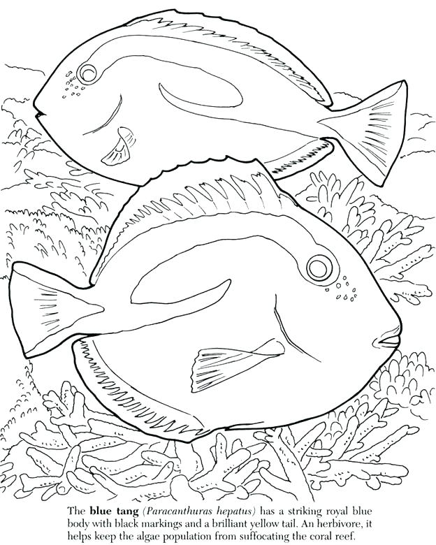 624x780 Ocean Fish Coloring Pages Free Creation Coloring Page Fish Ocean