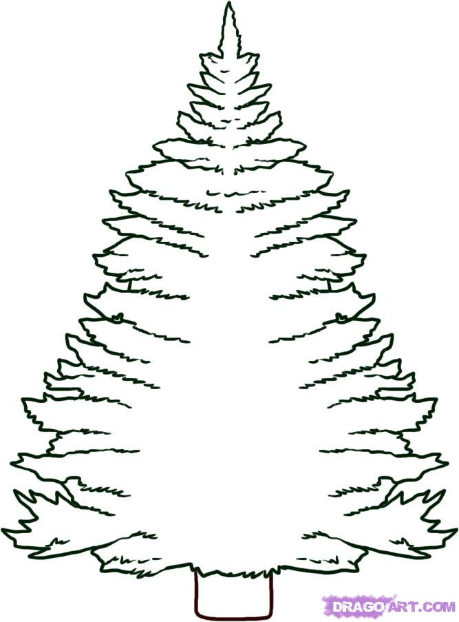 667x903 Pine Tree Coloring Pages Fresh Chrismas Tree Drawing