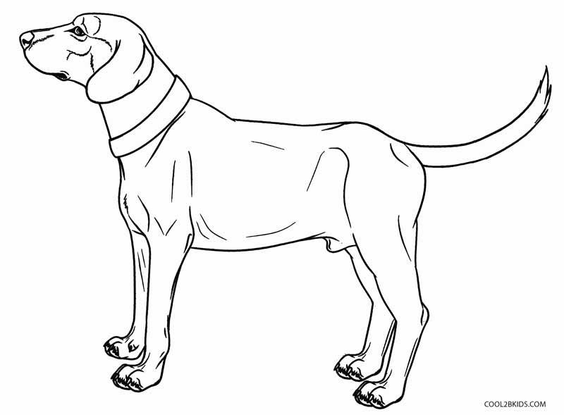 800x589 Colouring Pages Year Of The Dog