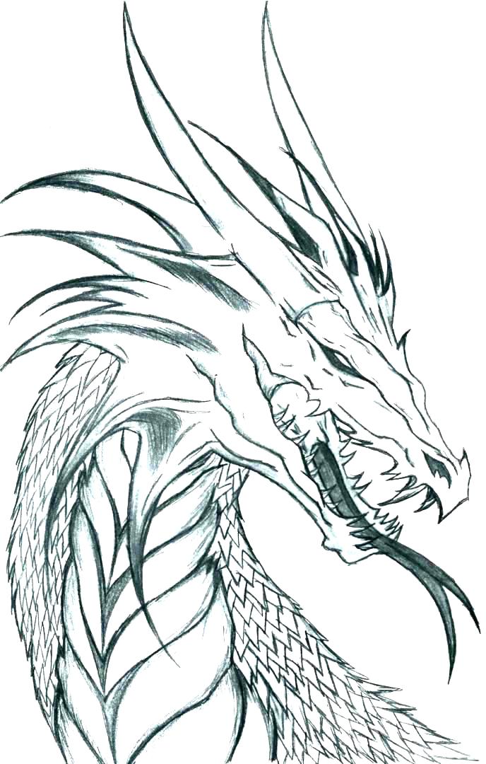 Dragon Coloring Pages Printable Realistic Dragon Coloring Pages 688x1080 Dragon Coloring Pages Printable Realistic Dragon Coloring Pages
