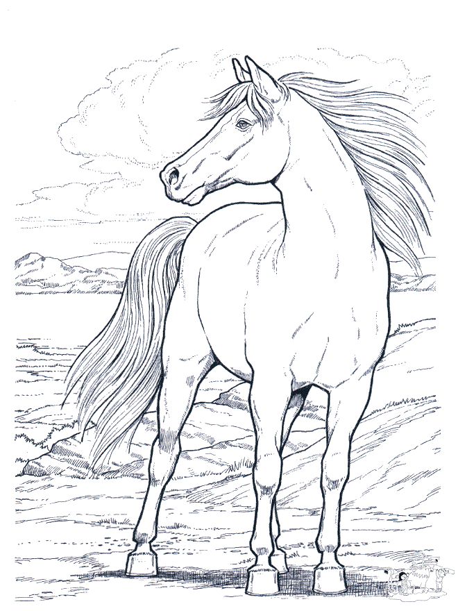 660x880 Free Realistic Horse Coloring Pages To Print