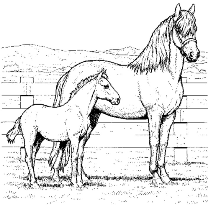 705x709 Coloring Pages Of Real Horses Realistic Horse Alabiasa Info