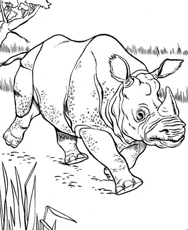 Sketch Of Rhino Coloring Pages Batch Coloring 600x734 Sketch Of Rhino Coloring Pages Batch Coloring