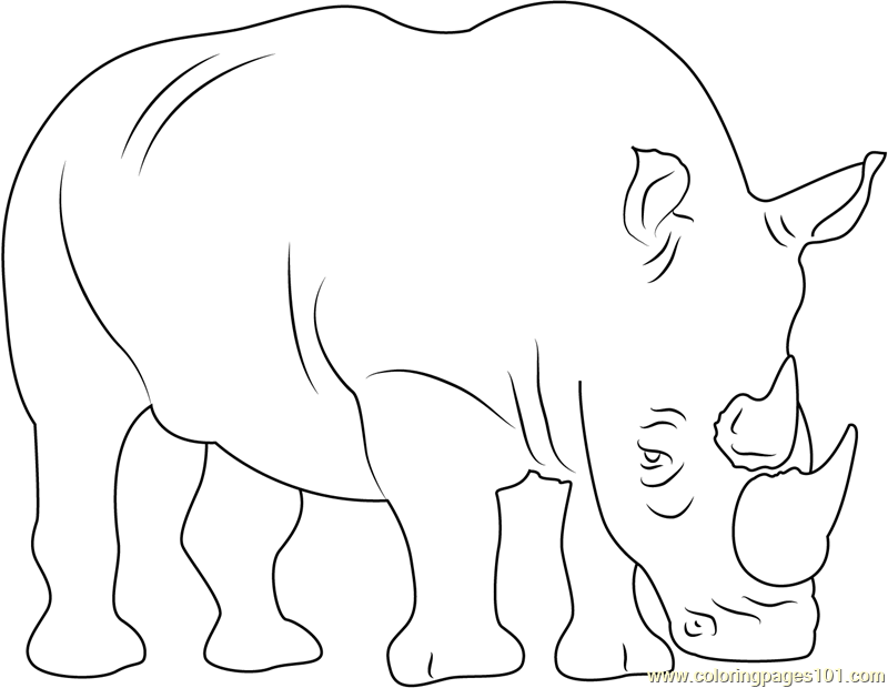 Two Horned Rhino Coloring Page 800x620 Two Horned Rhino Coloring Page