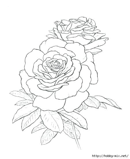 451x552 Coloring Pages Of Roses Coloring Pages Roses Roses To Color