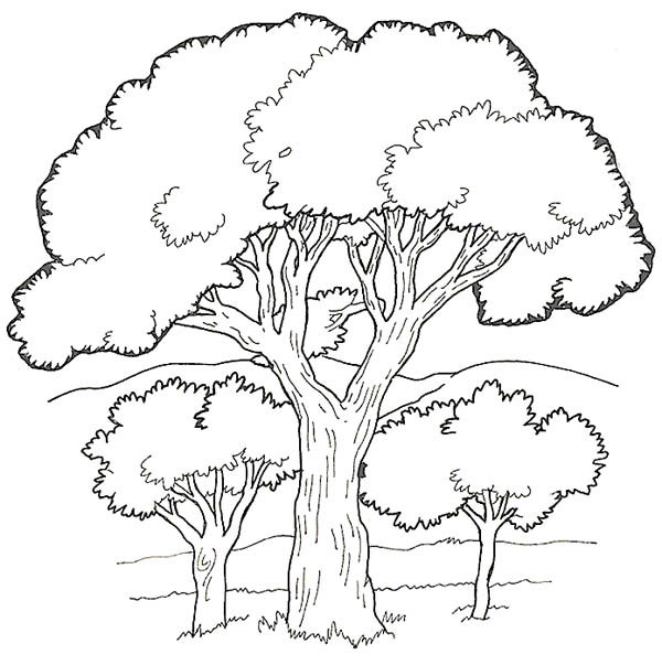 Oak Tree In The Forest Coloring Page Color Luna 600x603 Oak Tree In The Forest Coloring Page Color Luna