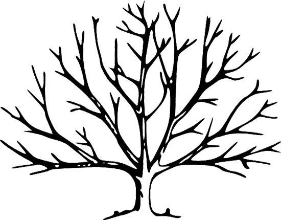 Printable Tree Without Leaves Coloring Page Trees 550x430 Printable Tree Without Leaves Coloring Page Trees