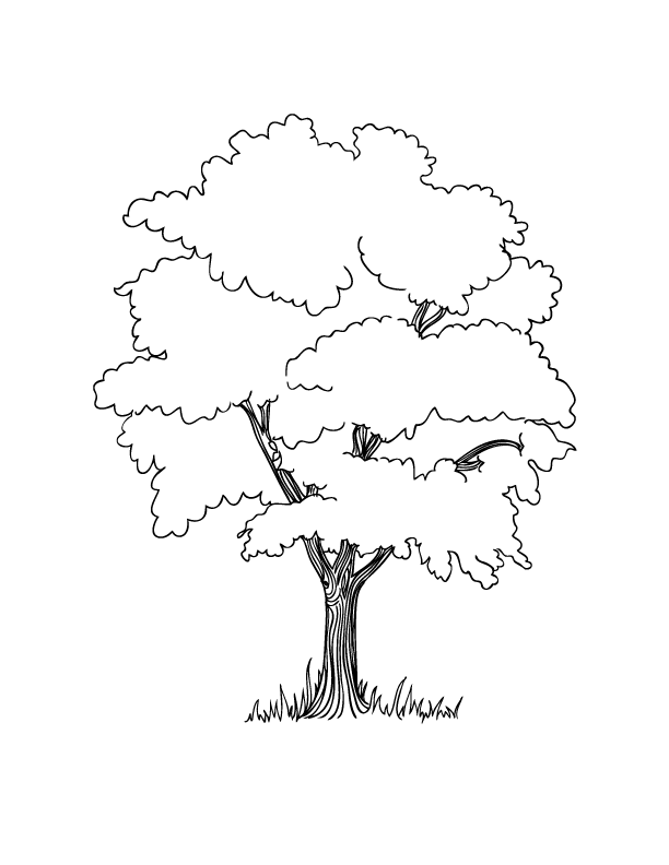Simple Tree Coloring Page 323774 612x792 Simple Tree Coloring Page 323774