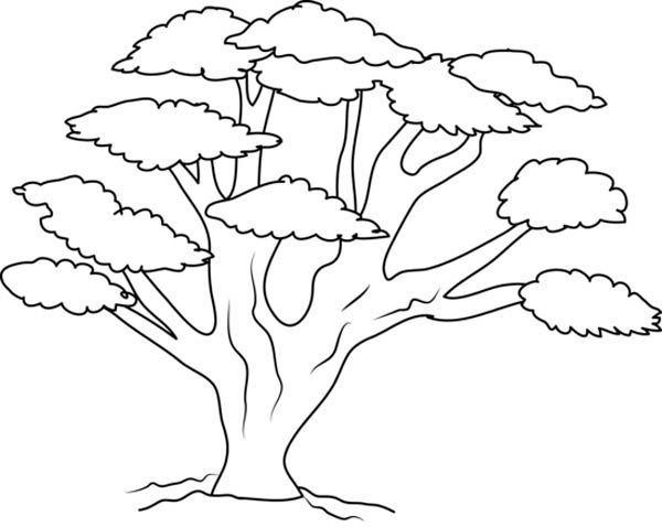 Tree Coloring Pages Tree Branch Coloring Pages Kids Coloring Pages 600x478 Tree Coloring Pages Tree Branch Coloring Pages Kids Coloring Pages