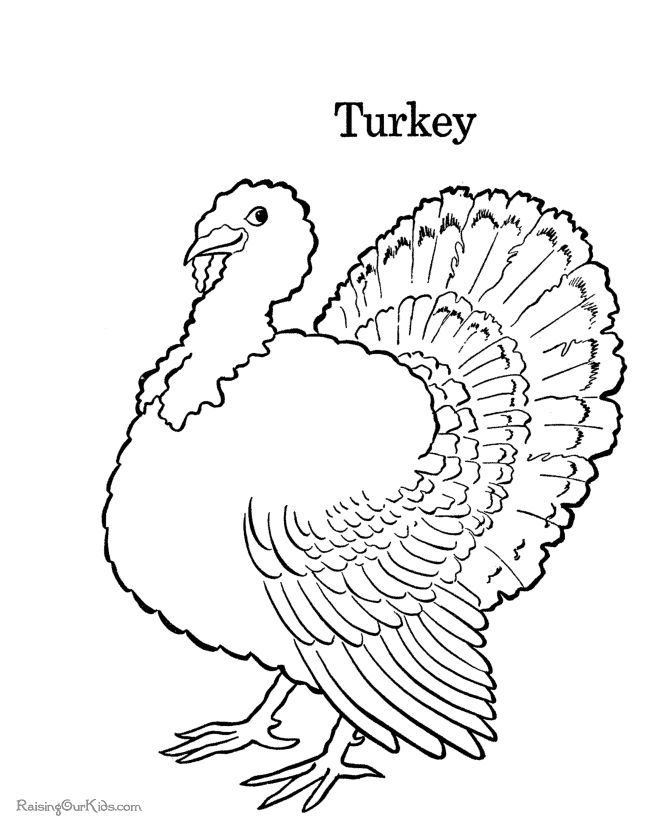 Coloring Pages Of Turkeys For Preschool