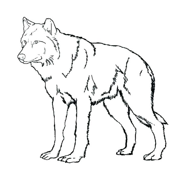 Wolf Coloring Pages Wolf Coloring Page Coloring Page Anime Wolf 600x600 Wolf Coloring Pages Wolf Coloring Page Coloring Page Anime Wolf