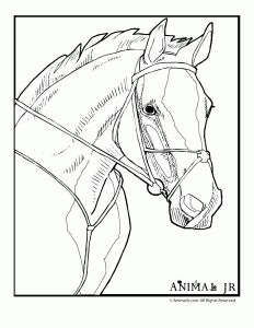 Horse Pictures To Color Horse Coloring Page Young Foals Play 232x300 Horse Pictures To Color Horse Coloring Page Young Foals Play