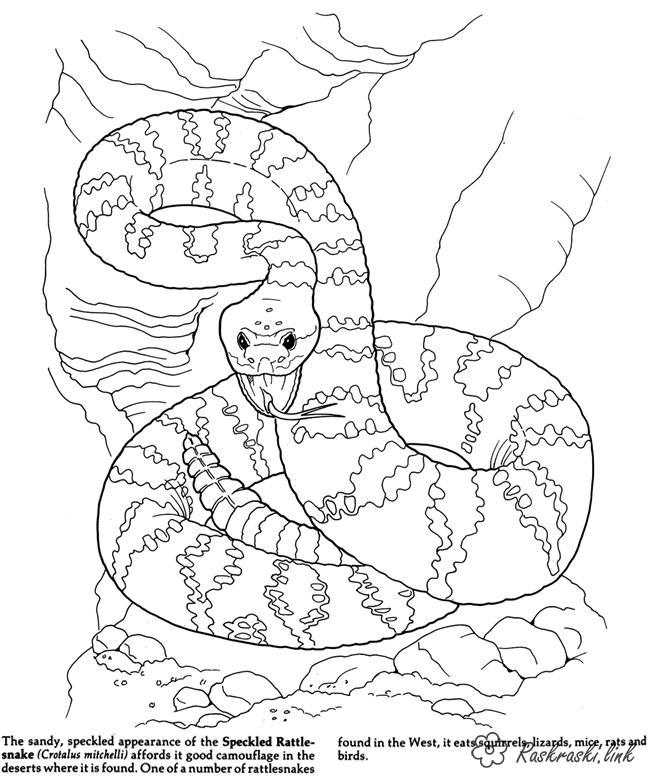 650x780 Forest Animals Free Coloring Pages Online Print. Coloring Pages