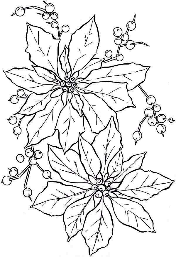 Coloring Pages Poinsettia Flower