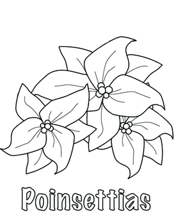 600x744 Poinsettia Coloring Page Flower Poinsettia Coloring Page Pdf