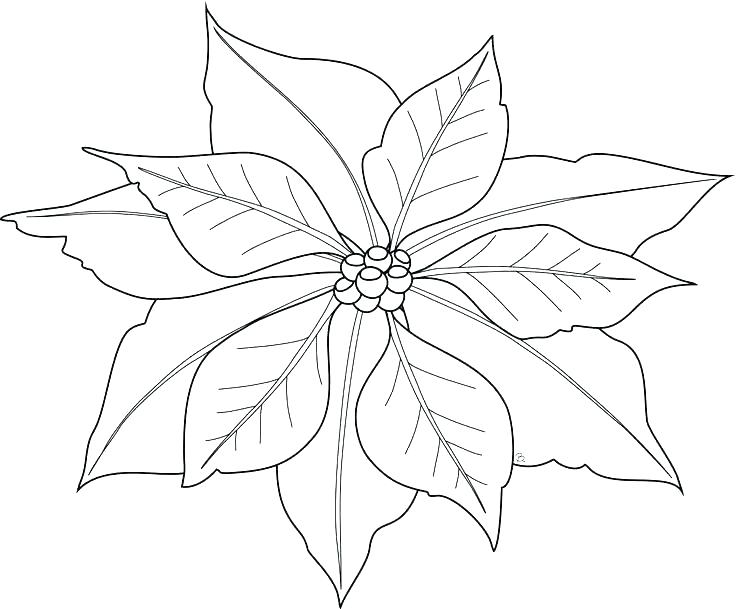 736x609 Poinsettia Coloring Page Poinsettia In A Bucket Coloring Page