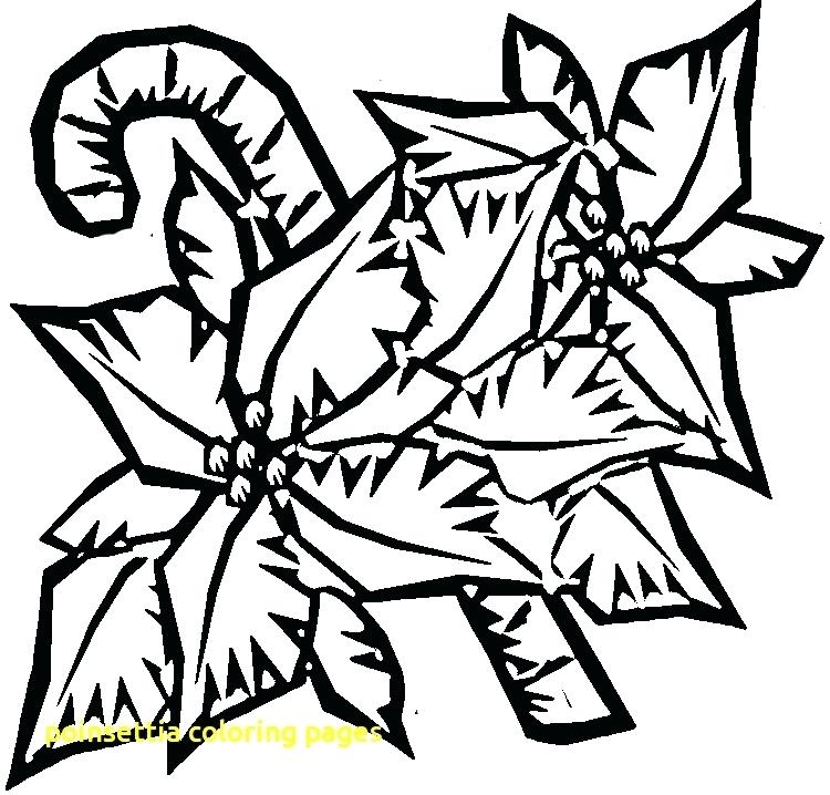 750x718 Poinsettia Coloring Page Small Poinsettia Free Printable Coloring
