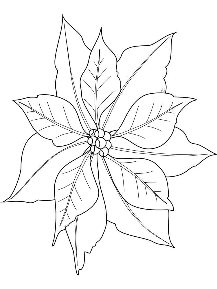 750x1000 Poinsettia Flower Coloring Pages. Download And Print Poinsettia
