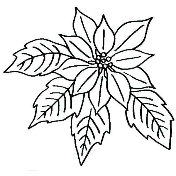 600x600 Poinsettia In Bloom For National Poinsettia Day Coloring Page