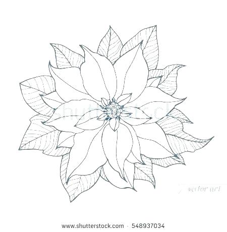 450x460 Poinsettia Coloring Pages