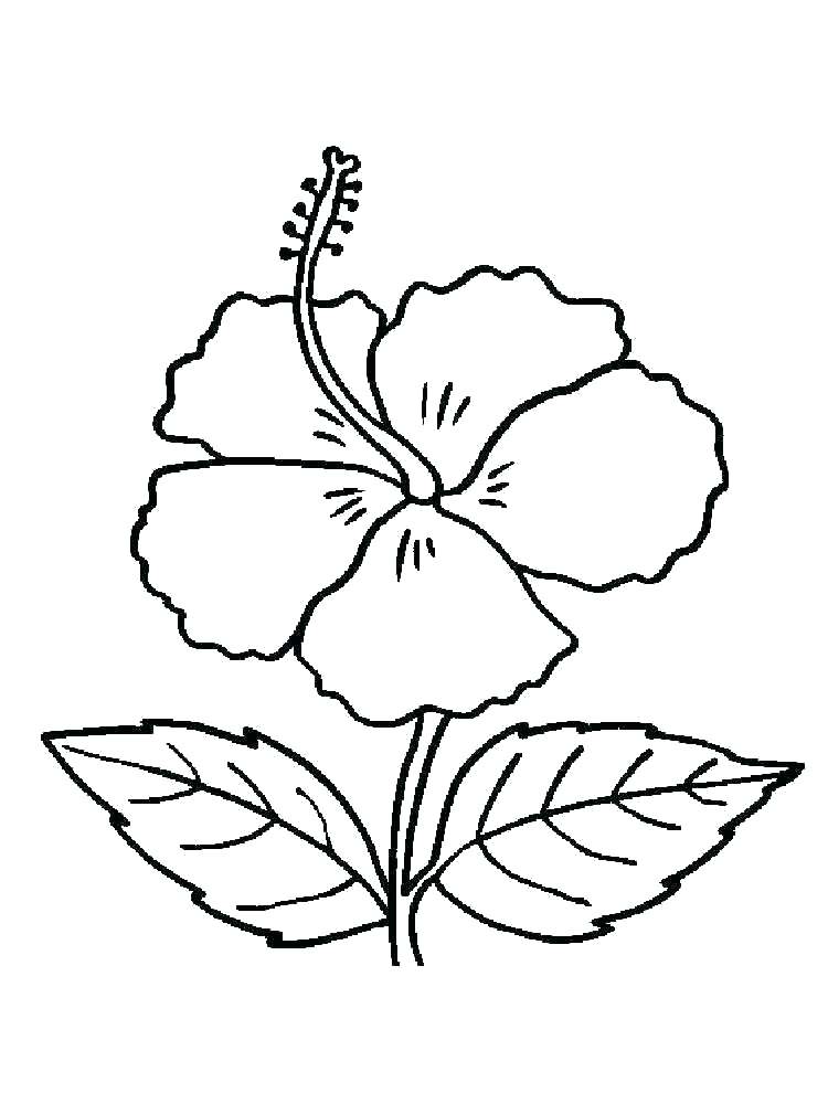 750x1000 Poinsettia Coloring Pages