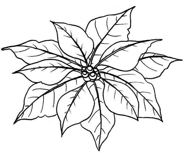 600x494 Couple Of Poinsettia Flower Leaves Coloring Page