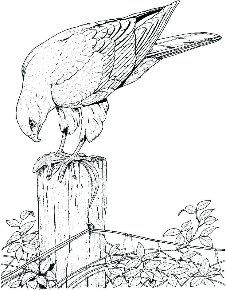 736x944 Realistic Animal Coloring Pages Animal Coloring Pages For Adults