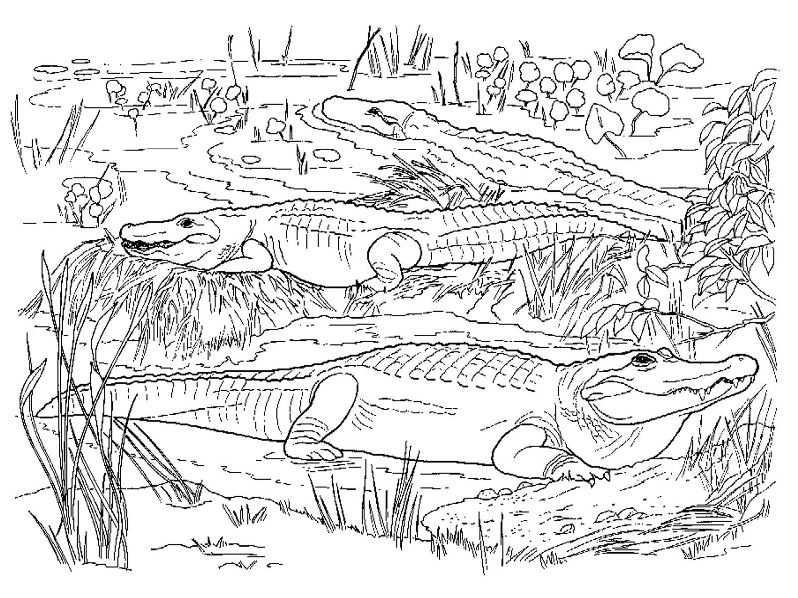 1600x1200 Realistic Coloring Pages For Adults Realistic Alligator Coloring